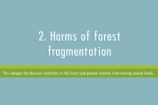 Harms of forest fragmentation