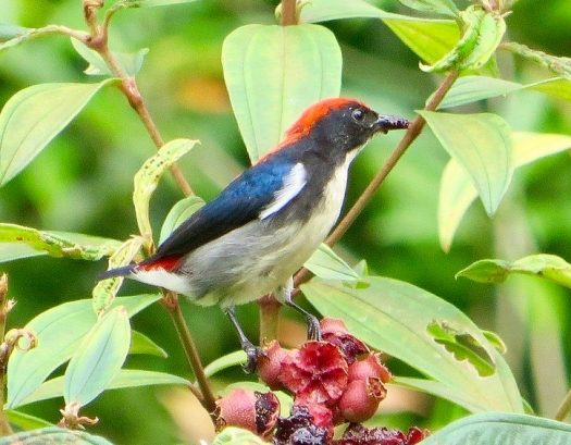 Male scarlet-backed flowerpecker