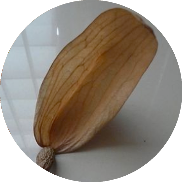 Malva Nut